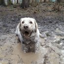 멍멍이 달린다 이미지