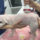 24시 이오동물병원 이미지