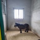 코코농장 | 강릉 아이랑 가볼만한 곳 아기동물농장 솔직후기 🐶🐱