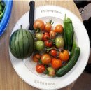 고추연구소농장 이미지