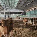 김춘식농장 이미지