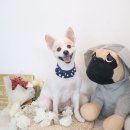 보듬펫살롱 이미지