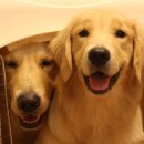 장군켄넬 이미지