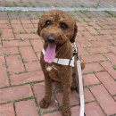 멍그레츄 이미지