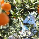 서귀포농업협동조합 (거점)농산물산지유통센터 이미지