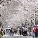 벚꽃길 이미지