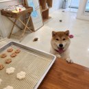 합천 일번지 켄넬 이미지