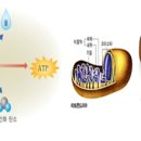 최신 미병의학 35강 - 2. 내호흡(內呼吸) → 세포호흡(細胞呼吸, 분자수준) 이미지