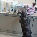 가온동물의료센터 이미지