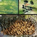 필리핀 개울에서 돌을 갉아먹는 배좀벌레조개 이미지