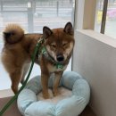 해솔동물병원 이미지