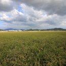 영산강서창들녘억새길 이미지