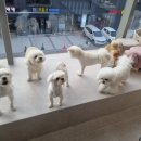 커멍요 | 수원 인계동 &lt;커멍요&gt; 애견호텔 &amp; 애견유치원 방문 후기 :)