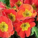 맑은샘농장 이미지