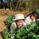 [푸른산들] 무를 뽑아요💚 이미지