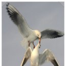 알바트로스(Albatrus)