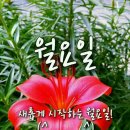 기족리마을회관 Daum카페
