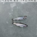 오토어게인