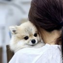 구피애견 이미지