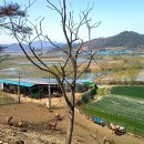 사슴자연방목장 이미지