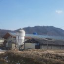 장수양돈 이미지