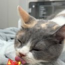 온새동물의료센터 이미지