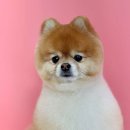 코코 반려견 호텔 이미지