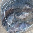 금이 낚시터 이미지