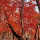 전주 건지산의 단풍 이미지