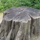 아낌없이주는나무 작은도서관 이미지