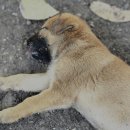 계양 동물 메디컬 센터 이미지