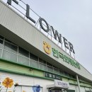 [D-1] 웨딩촬영 생화 헤어 장식 준비! 일산 꽃시장 한국화훼농협 대화점 방문 후기