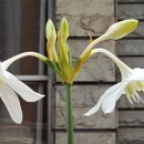 유카리스 이미지