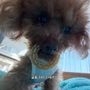 빅토리애견 | 강아지피부염