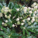 꽃송이가 이미지