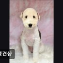 견생견샵 네이버블로그