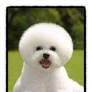 까망댕댕 이미지