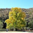 의령 세간리 은행나무 | 의령 세간리 은행나무(宜寧 世干里 銀杏나무)