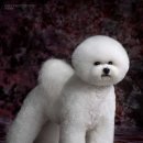 도그프리 이미지