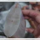 제주은갈치 이미지