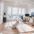 서구애견센타 | 인천 서구 애견분양 180만 원의 프렌치불독과 함께 찾아온 예상치 못한 현실