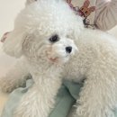 별다방 야옹이 이미지