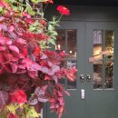 향기나무 이미지