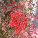 숲속 황토방 펜션 이미지