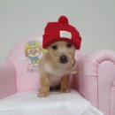 사파동225 이미지