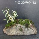석부작 이미지