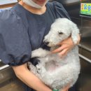 부르주화 펫 이미지