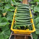 도경농장 이미지