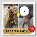 안성작은도서관 | 안성 일죽 반려견미용 개이쁜날: 가위컷맛집 내돈내산 비포애프터까지