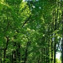 나무 - 서귀포시 화순문화로 12-6 | 나무